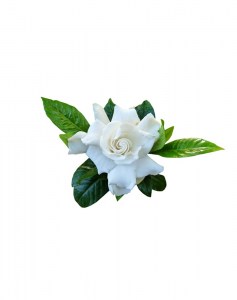 Άρωμα Γαρδένια